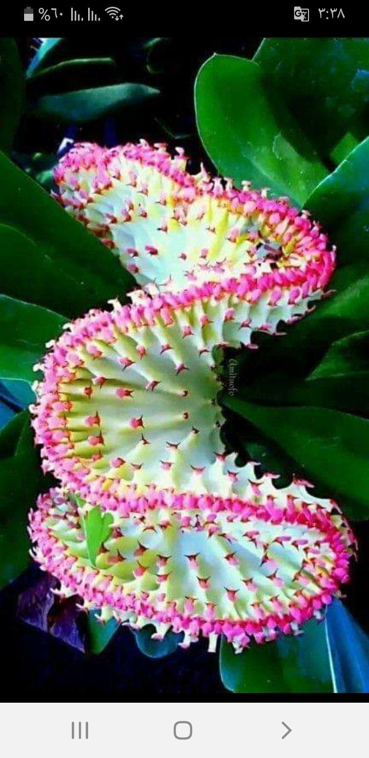 Очень интересные растения в мире. Экзотические цветы. Редкие растения. Редкие цветы. Красивые экзотические цветы.