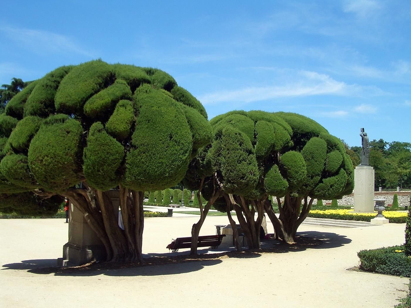 Удивительные растения земли. Драцена Сокотра. Интересные деревья. Необычные деревья.