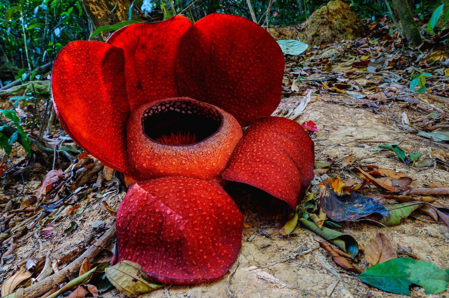 Удивительное о цветах. Раффлезия Арнольди цветок. Самый большой цветок в мире раффлезия. Раффлезия Арнольда хищник. Самый большой цветок в мире раффлезия Арнольда.