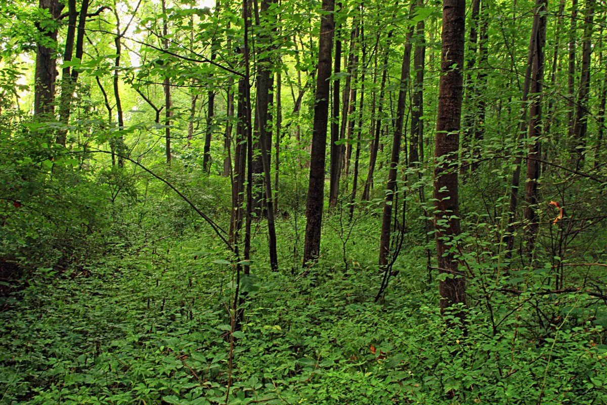 Широколиственный лес в Швеции. Широколиственный лес растения. Елово широколиственный лес. Широколиственный лес растительный мир.