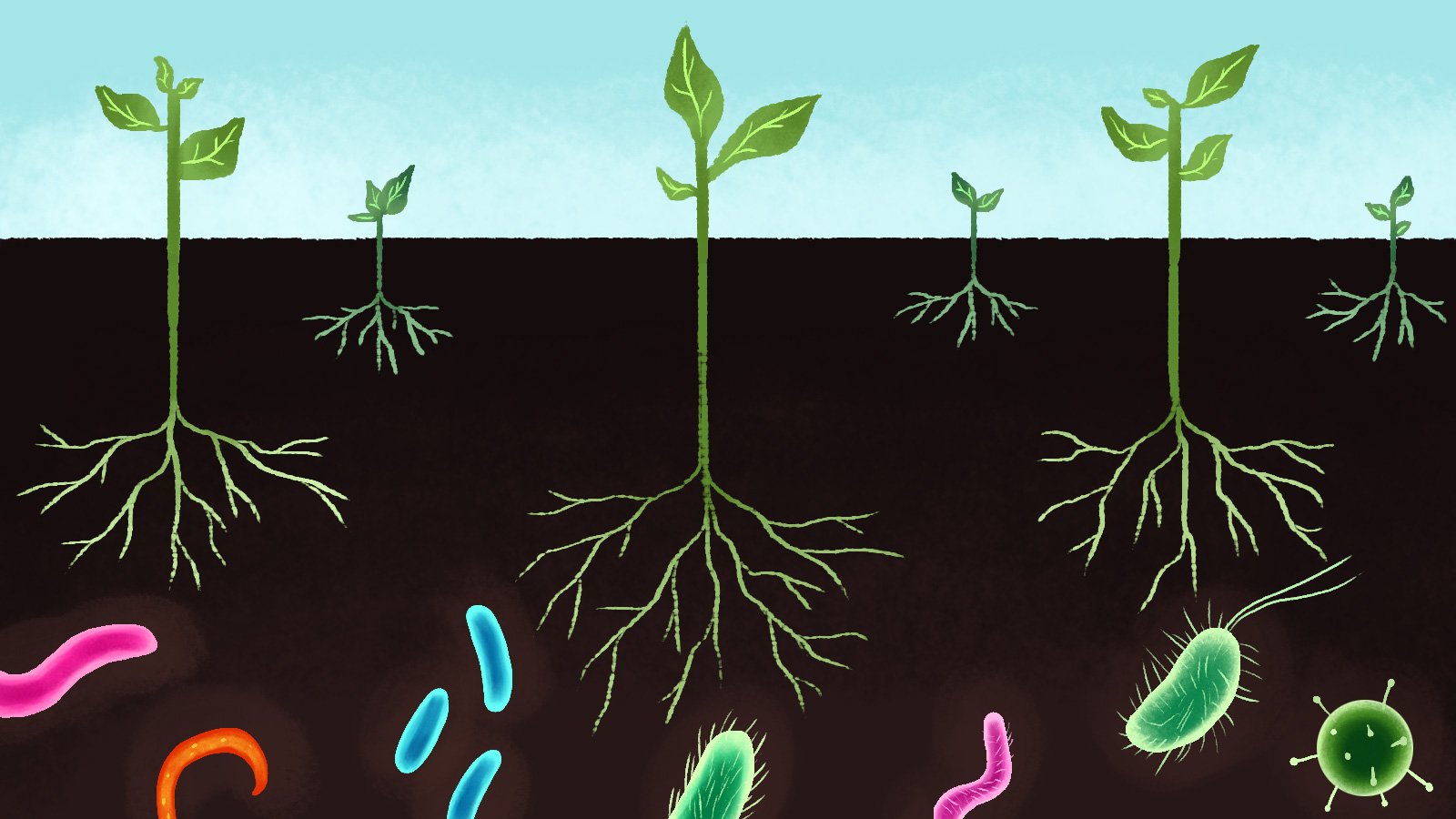 В процессе роста растений происходит выберите. Сапрофитные почвенные бактерии. Почвенный микробиоценоз. Почвенные бактерии сапрофиты. Болезнетворные микроорганизмы растений.