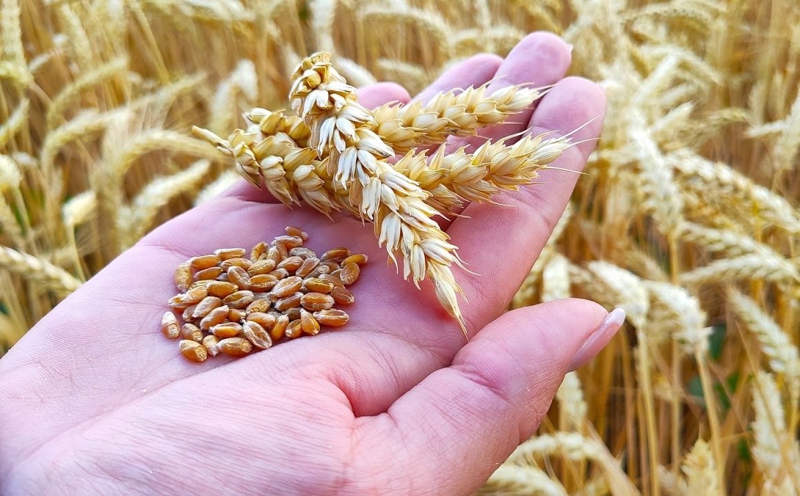 Вырастет колос. Пшеница зерно. Хлебные зерновые культуры. Зерновые культуры колоски. Колосья пшеницы.