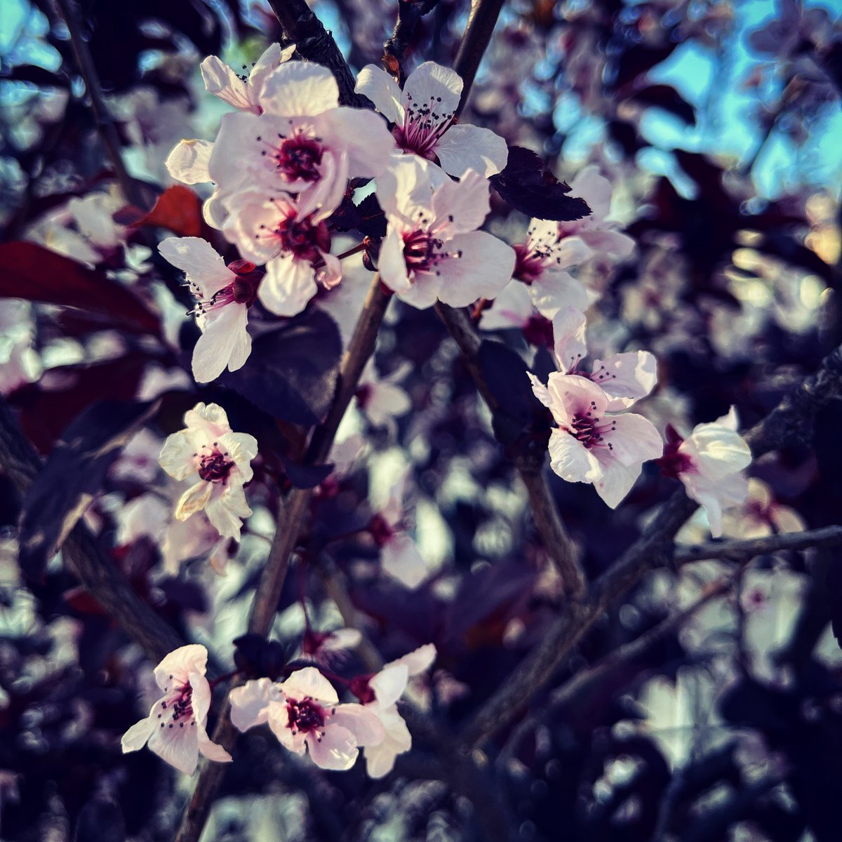Plum blossom. Цветы Эстетика. Фото цветов Эстетика. Гороховое дерево. Jo Plum Blossom.