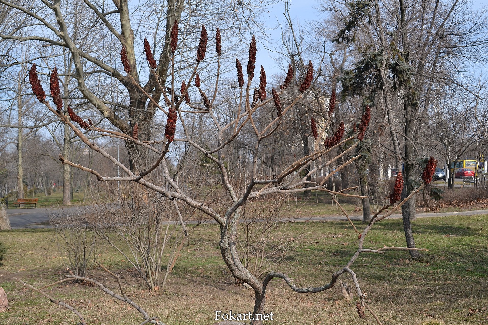 Сумах оленерогий уксусное дерево зимой. Сумах уксусный дерево весной. Сумах оленерогий весной. Сумах оленерогий уксусное зимой.