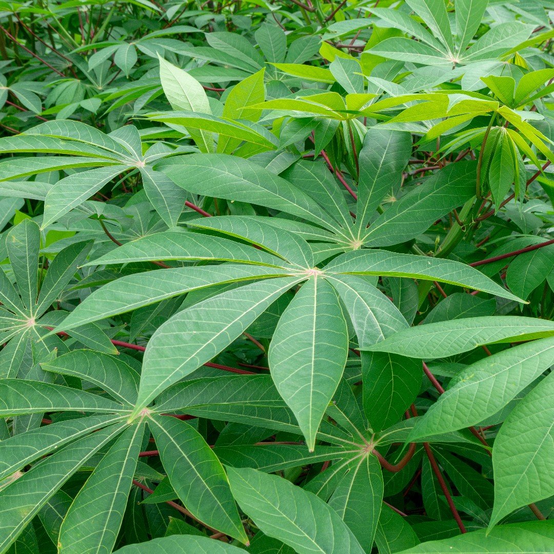 Маниока что это такое. Маниок Cassava. Маниок Manihot carthagenensis,. Маниок grahamii. Manihot esculenta.