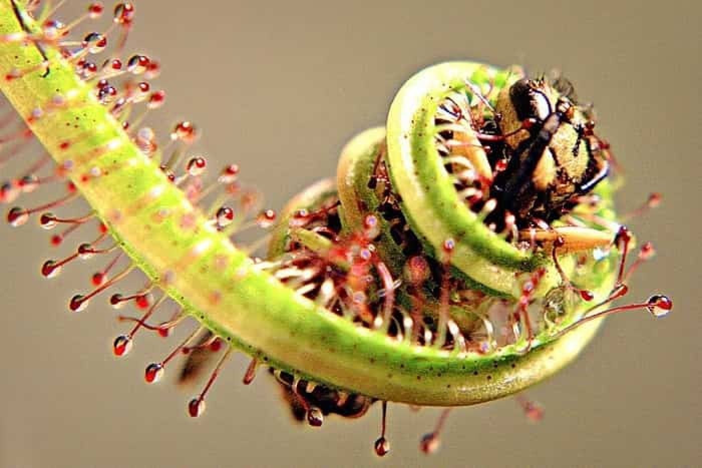 На рисунке изображена венерина мухоловка захватывающая насекомое. Росянка растение хищник. Росянка и Венерина мухоловка. Цветок хищник мухоловка. Венерина мухоловка с насекомыми.