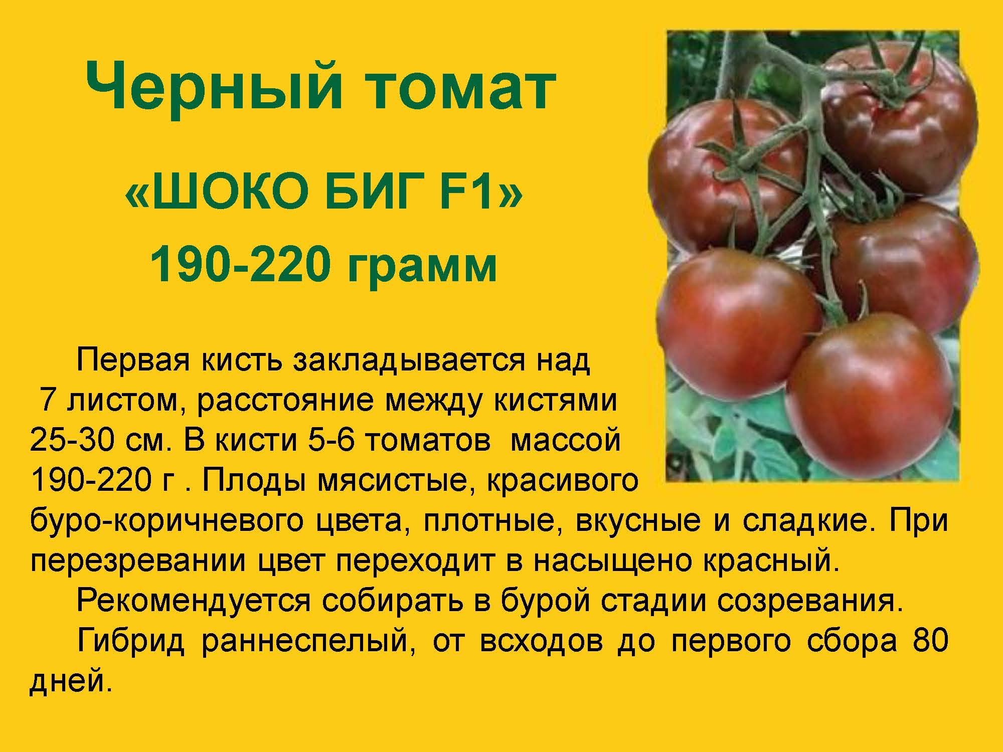 Семена томатов форум. Томат шоко Биг f1. Биг Сашер томат f1. Томат шоко Биг f1 Adama. Томат стан 5000 f1.