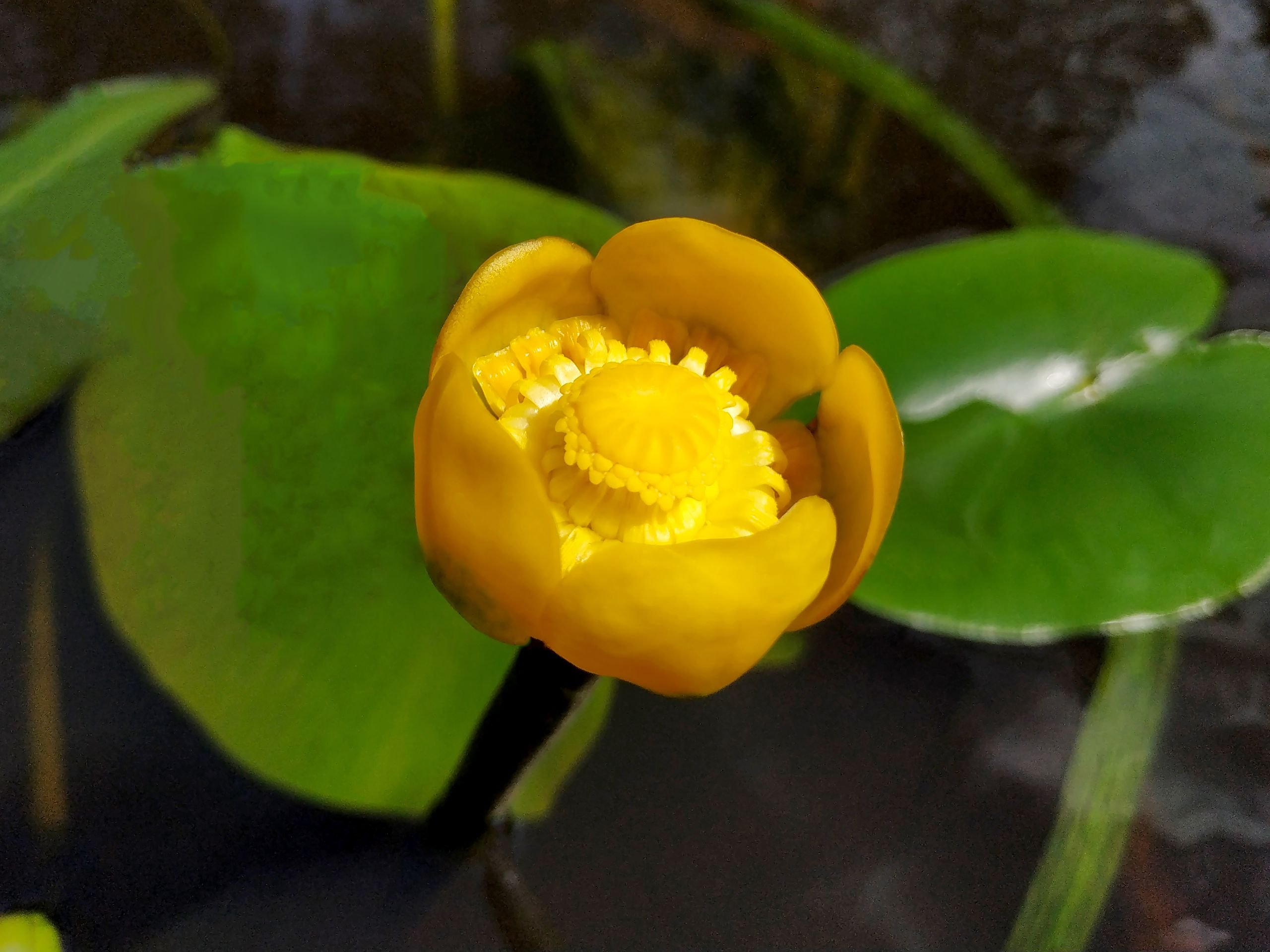 Риперам кубышка. Nuphar lutea. Кувшинка желтая кубышка. Кубышка желтая (Nuphar lutea). Кубышка малая.