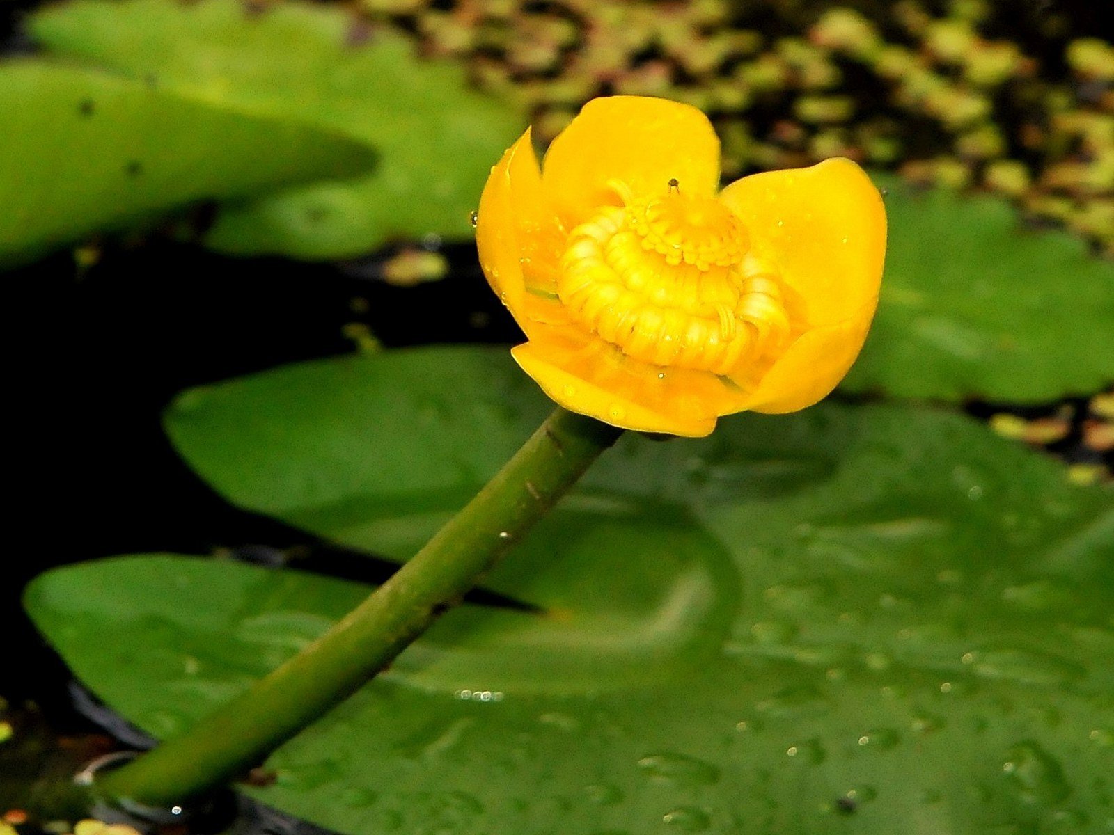 Риперам кубышка. Nuphar lutea Круз. Кубышка жёлтая. Род  кубышка (Nuphar). Садовый цветок похожий на кубышку.