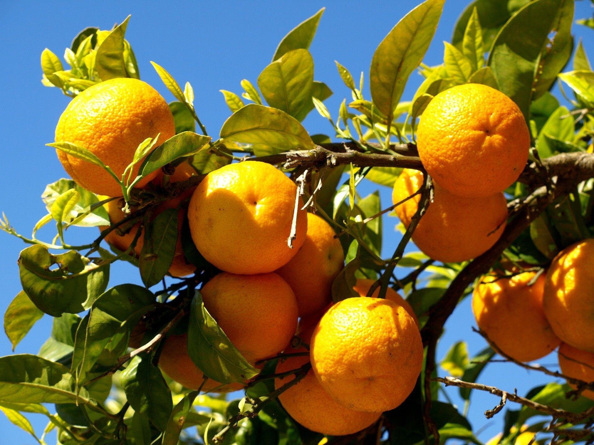 На дереве висят мандарины. Мандарин померанец. Бразилия апельсины. Померанец дерево. Цитрус мандарин (плоды желто-оранжевые).