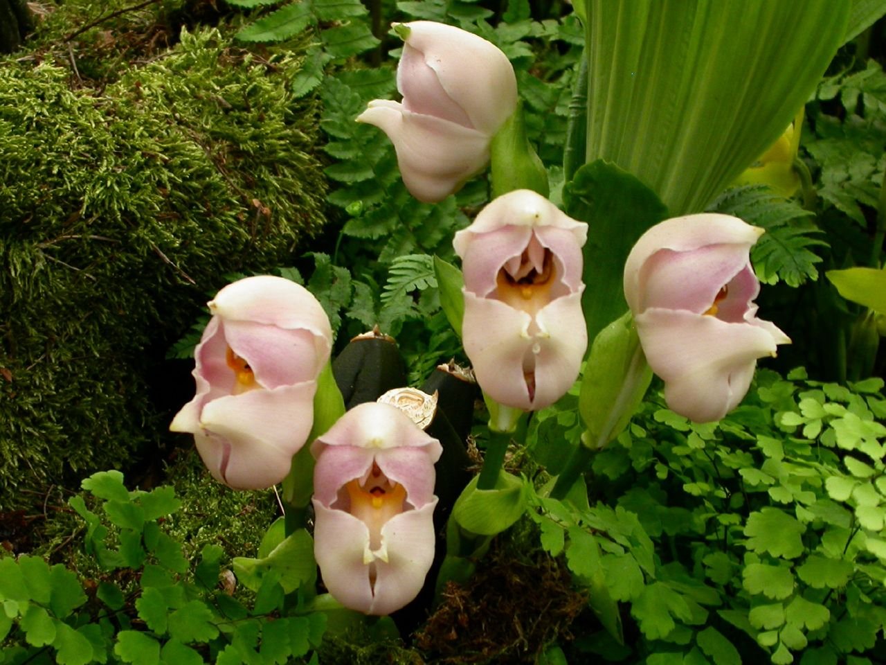 Виды необычных растений. Орхидея anguloa uniflora. Ангулоя. Ангулоя цветок. Башмачок Ротшильда Орхидея.