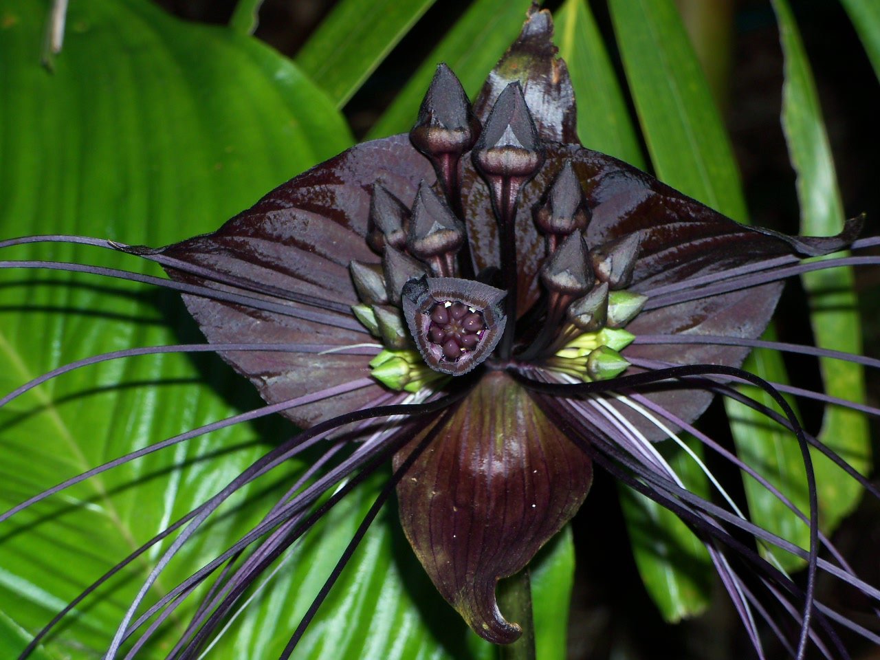 Виды необычных растений. Такка Шантрье. Такка Шантрье черная Лилия. Черная Орхидея Такка. Такка цельнолистная.