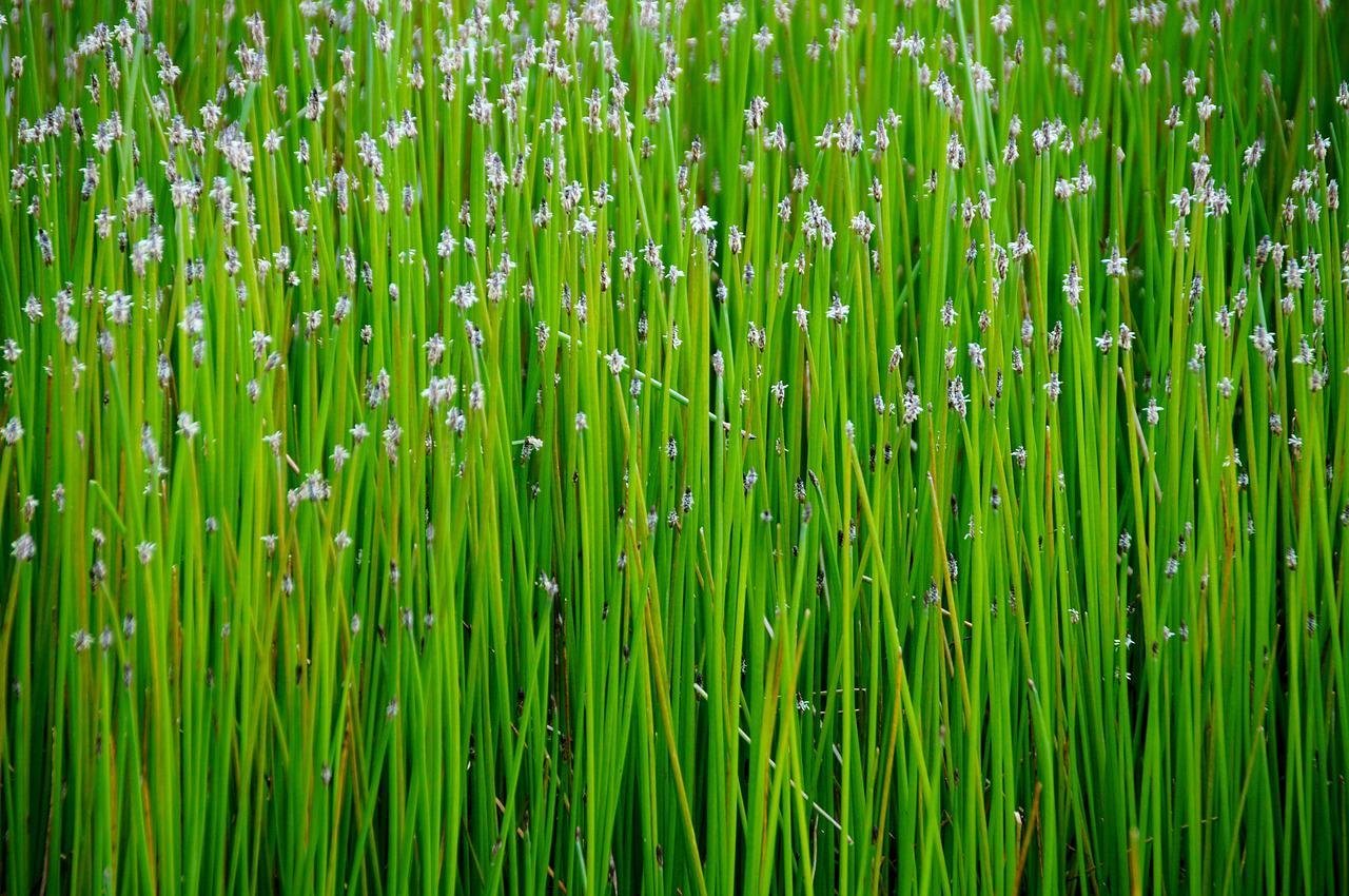 Болотная трава. Тростник болотный. Бамбук болотный трава. Цветение камыша.
