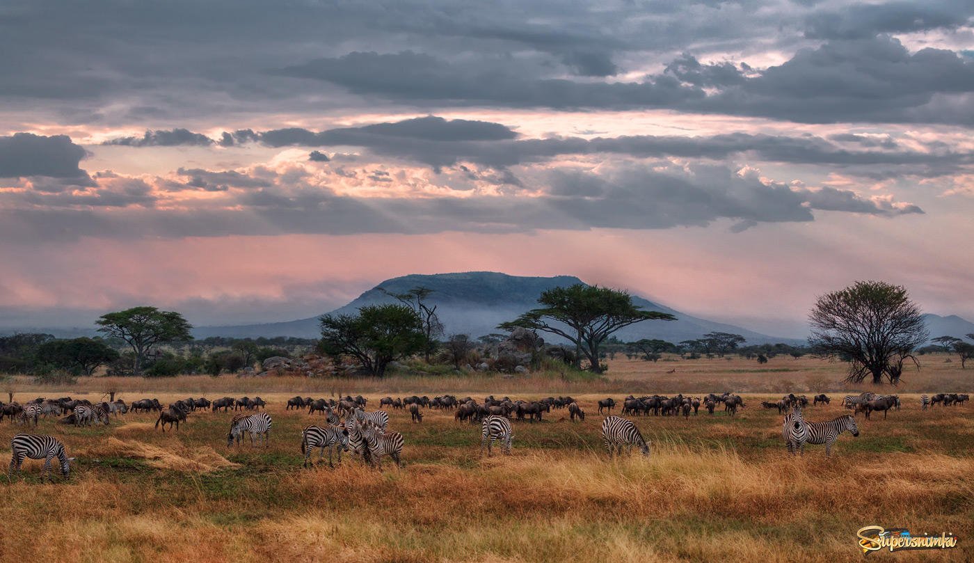 Саванны и редколесья занимают обширные равнины африки. Танзания субэкваториальный пояс. Саванна Восточной Африки Савана. Саванны Танзании. Высокотравные саванны севера Танзании.