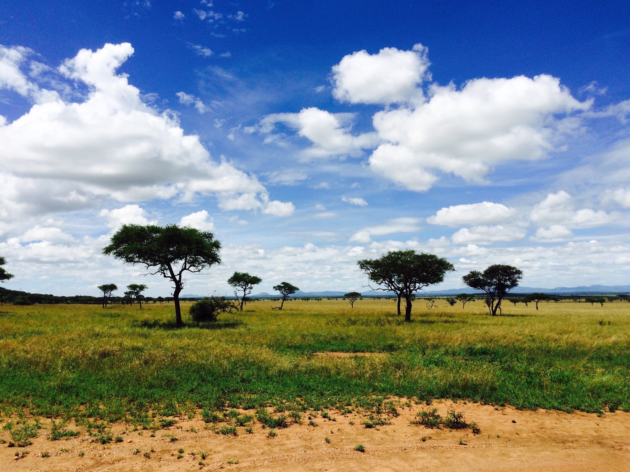 Особенности растительности саванны и редколесья. Саванны Танзании. Природные зоны Африки саванны. Саванна Буркина Фасо. Зона саванн в Африке.