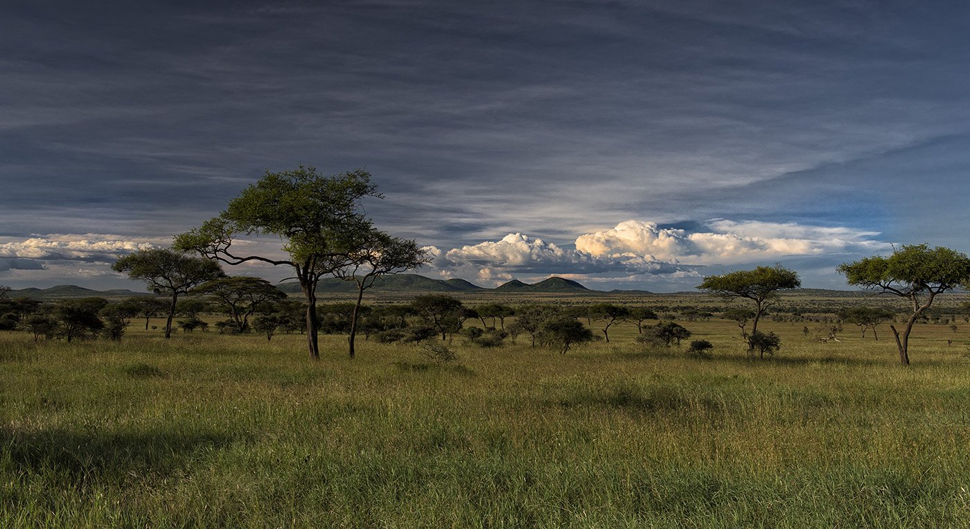 Саванны и редколесья занимают обширные равнины африки. Саванна Серенгети Танзания. Равнины Серенгети. Саванны и редколесья Южной Америки. Субэкваториальный пояс Евразии.