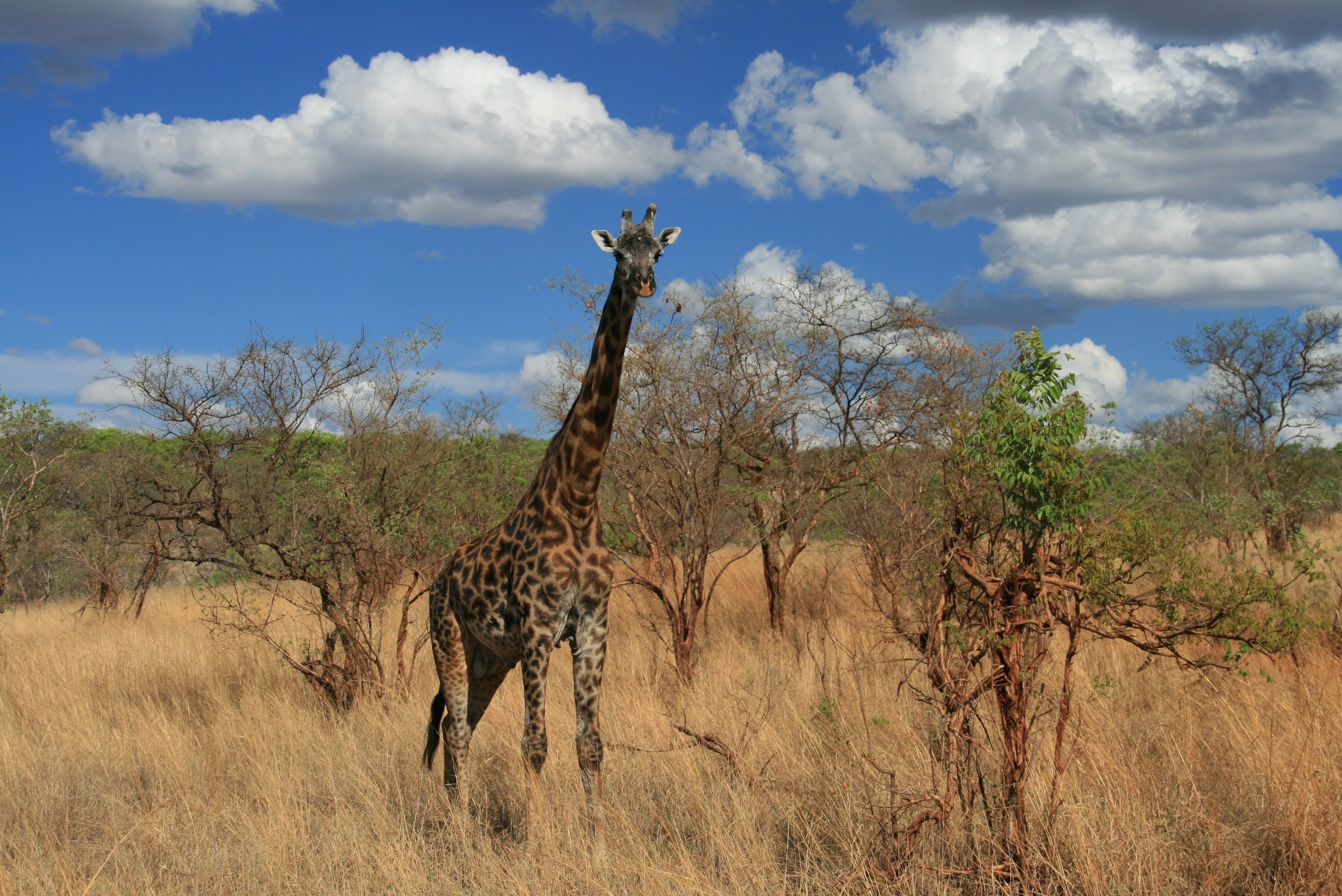 Саванны Танзании. Жираф саванны Африки. Редколесья Африки. Саванны и редколесья Африки. Саванны и редколесья занимают обширные равнины африки
