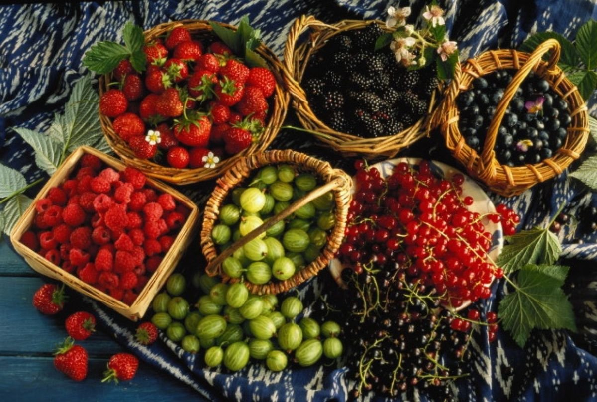 Какие ягоды фрукты в июне. Фрукты и ягоды. Плод ягода. Летние ягоды. Урожай ягод.