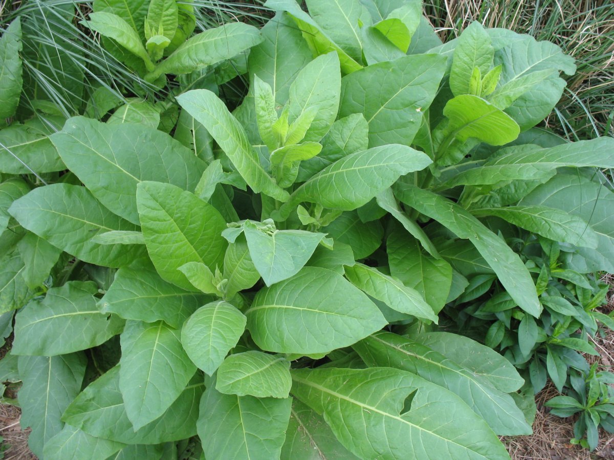 Растение табак курительный. Табак метельчатый. Табак махорка. Nicotiana Sylvestris.