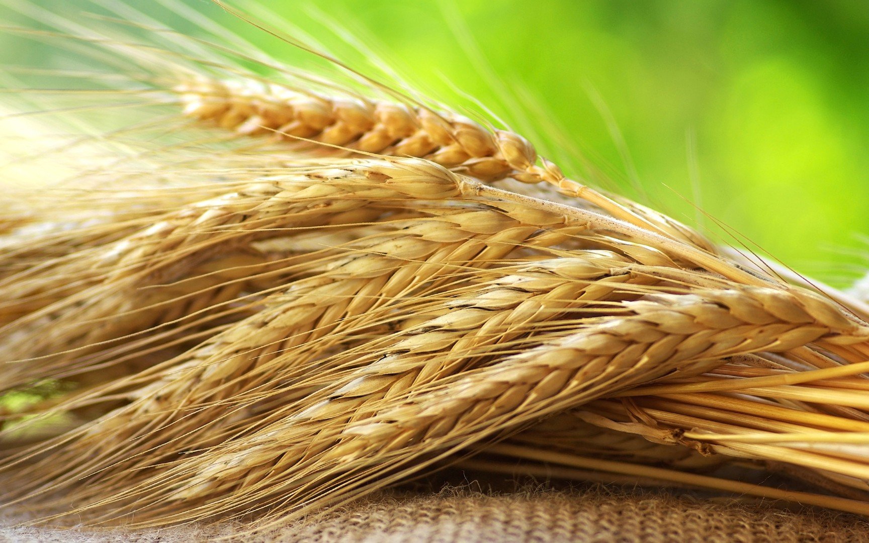 Рожь (Secale). Колос рожь пшеница ячмень. Шарозерная пшеница. Злаковые пшеница и рожь. Хорошее жито