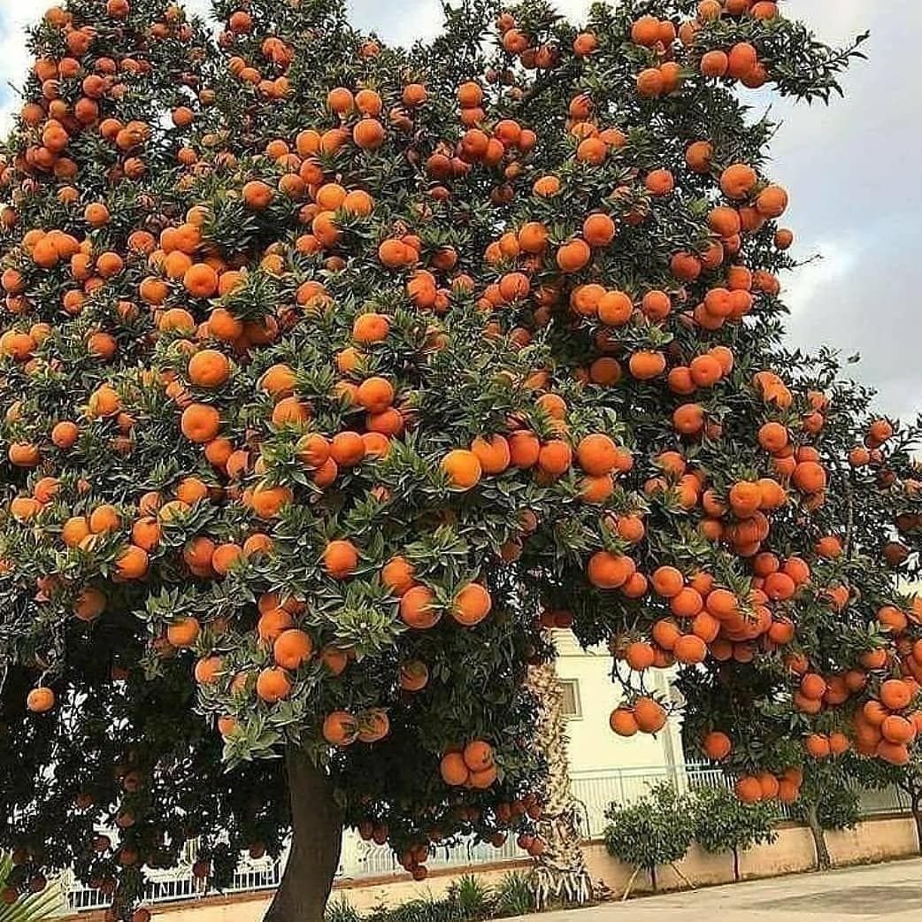 Мандарин дарахти. Мандариновое дерево в Абхазии. Турецкие мандариновое дерево. Хурма Иран derevo. Мандарин в огороде