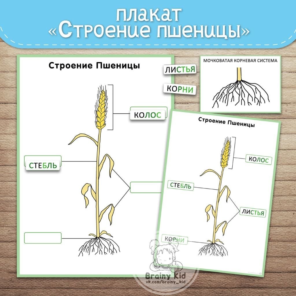 Какой тип системы у пшеницы. Строение растения озимой пшеницы. Пшеница части растения. Пшеница строение растения. Структура растения пшеница.
