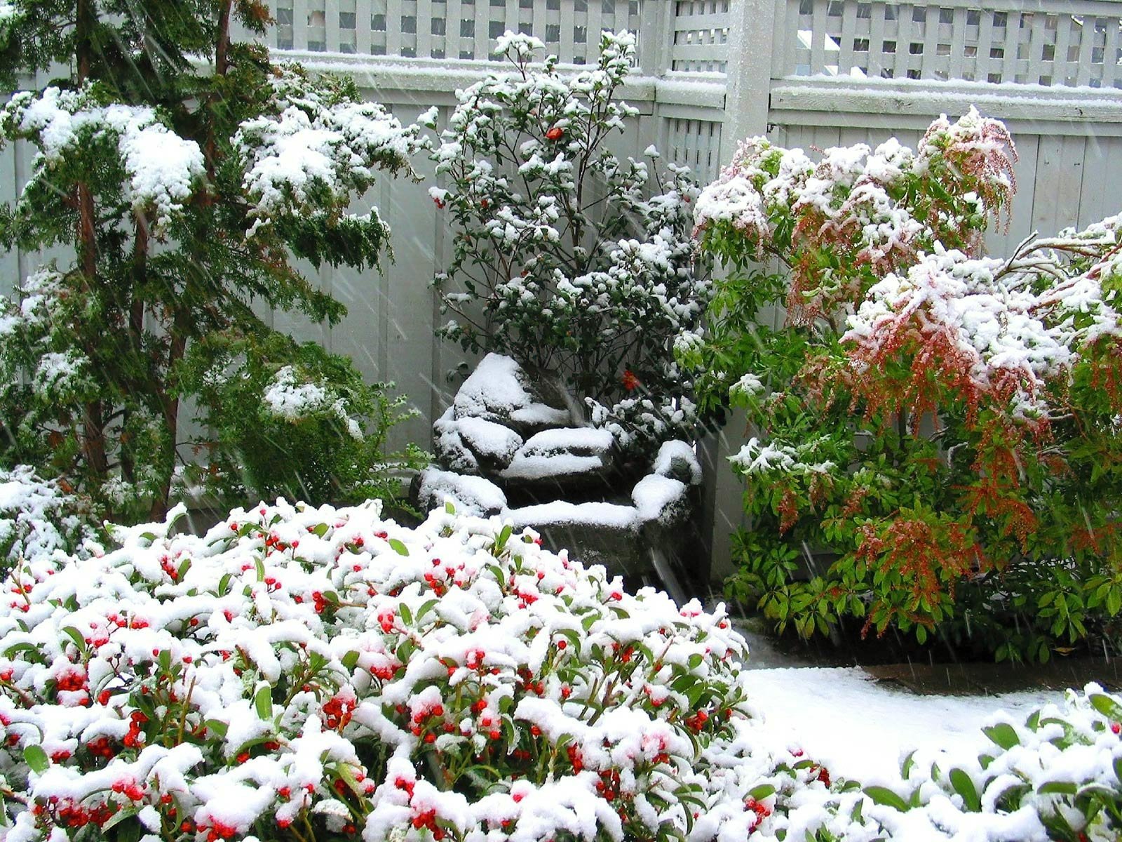 Снегом укрыты дома. Цветы в зимнем саду. Зимние цветы. Клумба в зимнем саду. Заснеженный сад.