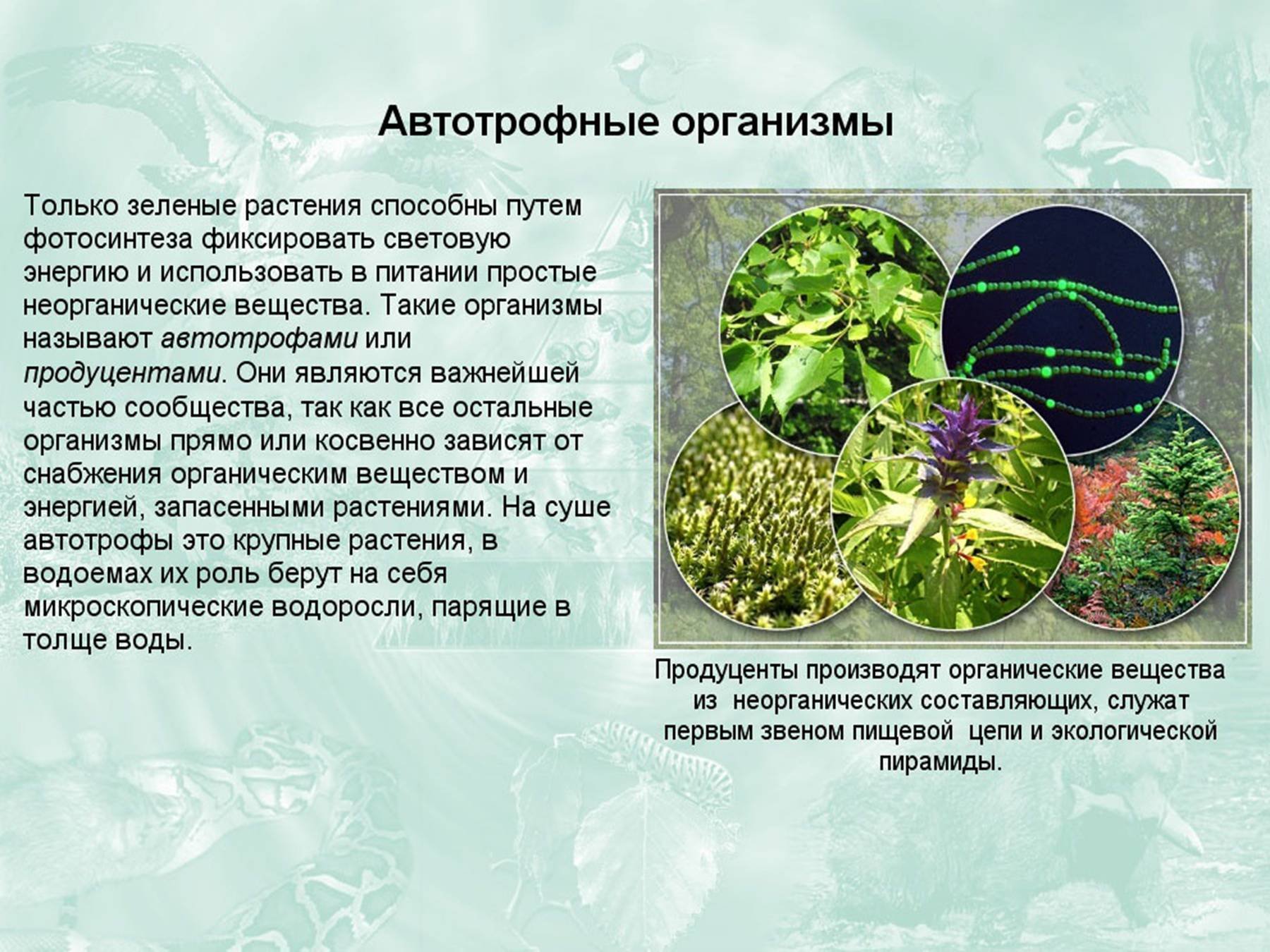 Появление автотрофных организмов. Автотрофные растения. Автотрофные организмы. Зеленые растения являются. Организм растения.