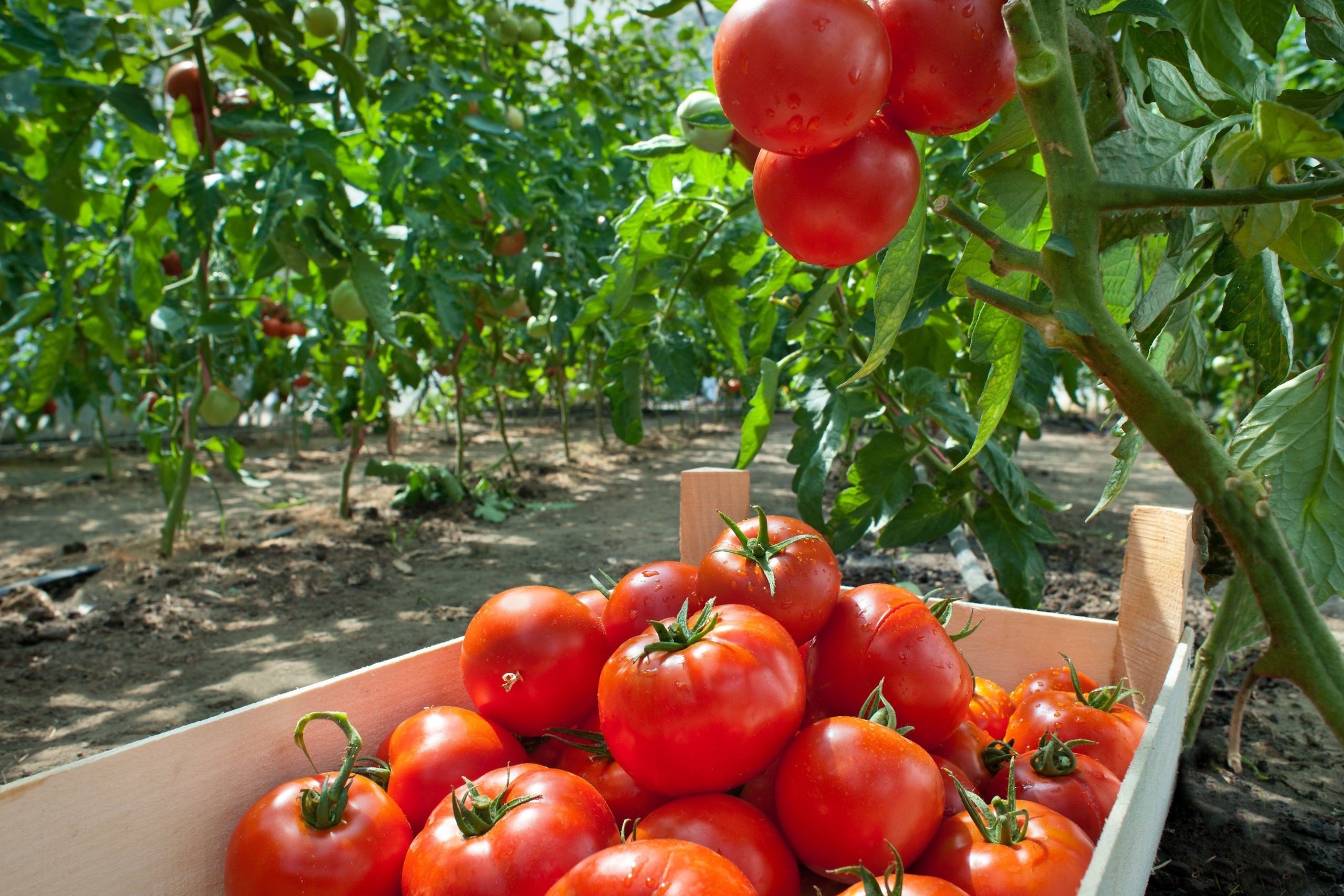Урожай помидор в теплице. Тепличные томаты Гама ф1. Томат сорта Фьюб. Томаты Мильфлёр черри. Помидоры на грядке.