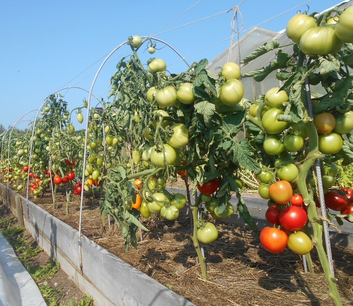 Выращивание помидоров для начинающих. Томат блиц f1 "урожай на окне". Помидоры на грядке. Помидоры г. Прмидоры в ОГ.