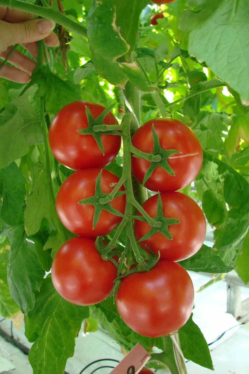 Сорт томатов интуиция отзывы. Томат кистевой f1. Томат интуиция f1. Семена томат интуиция f1.