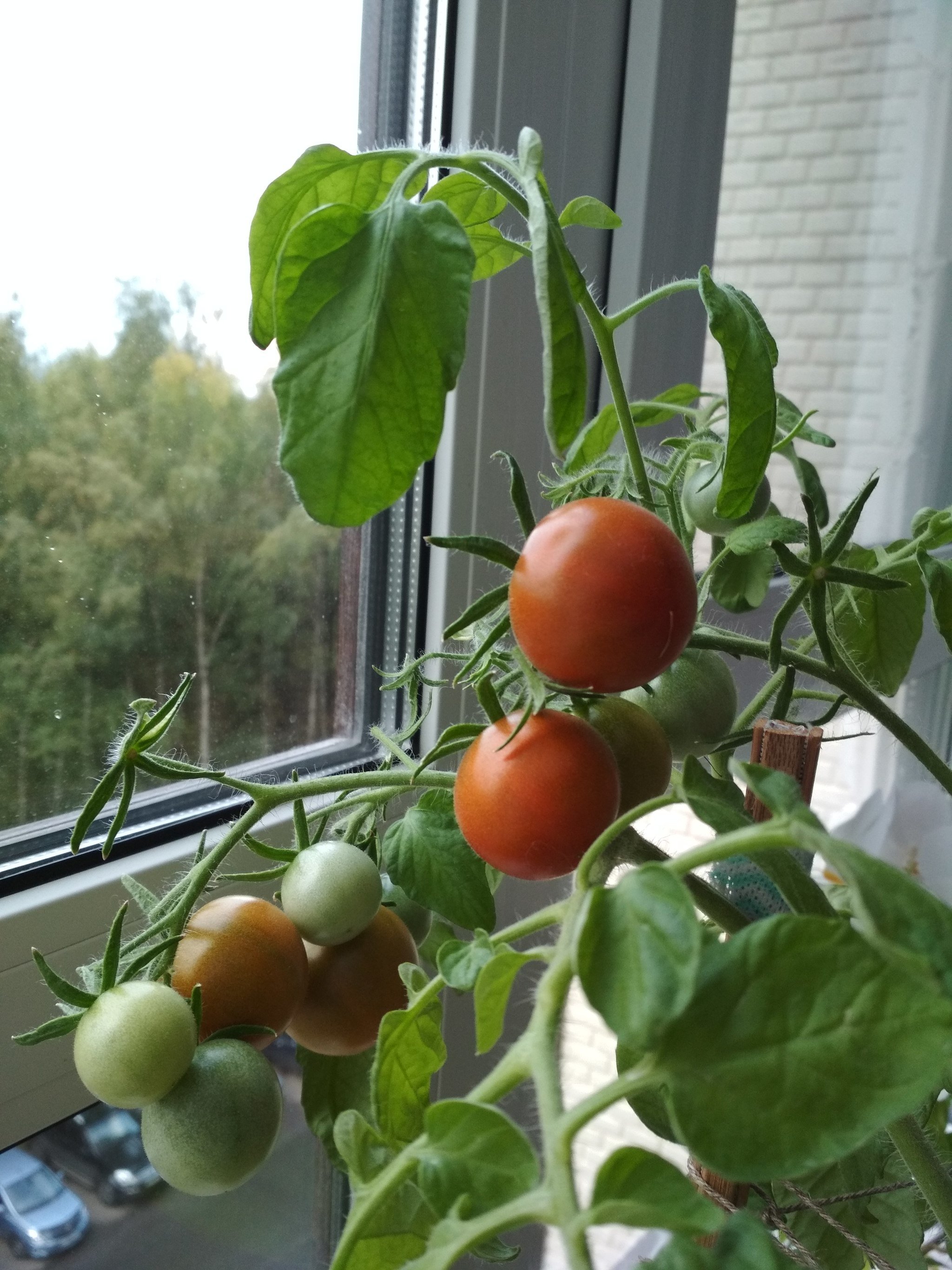 Помидоры балконные выращивание дома. Подоконные помидоры черри. Балконные томаты черри. Томат черри балконное чудо. Томаты черри Бычье сердце.