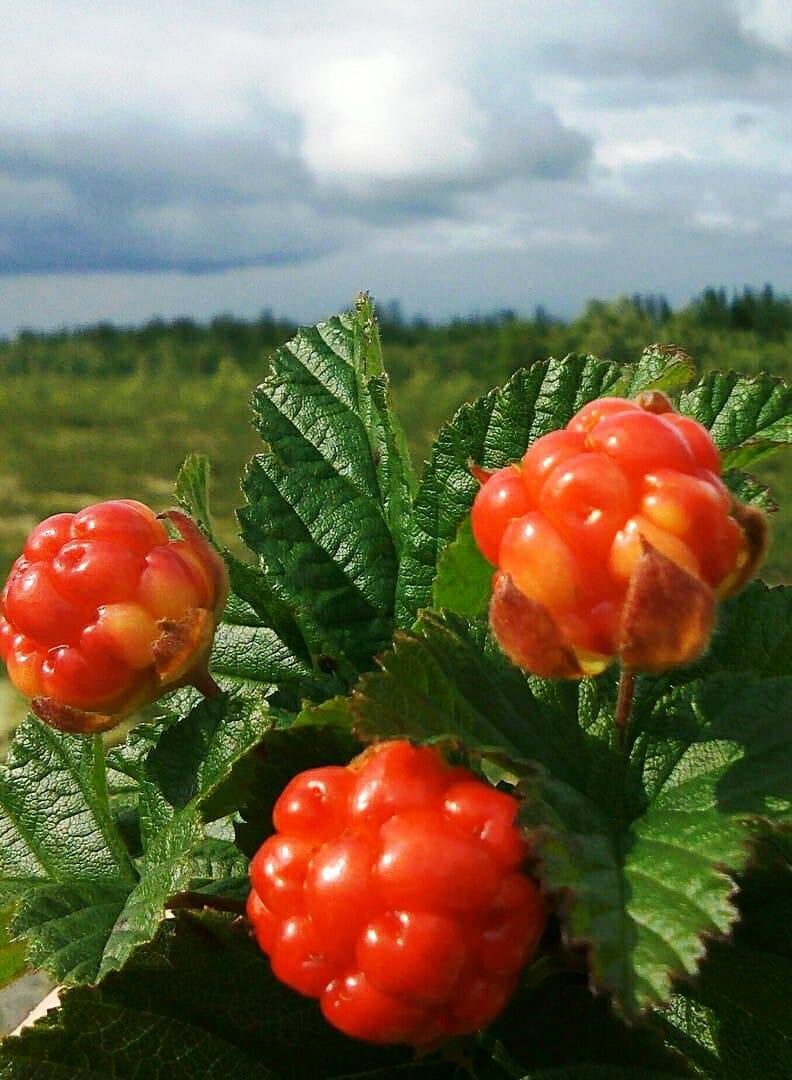 Cloudberry. Морошка ягода. Северная ягода Морошка. Морошка Болотная. Морошка обыкновенная.