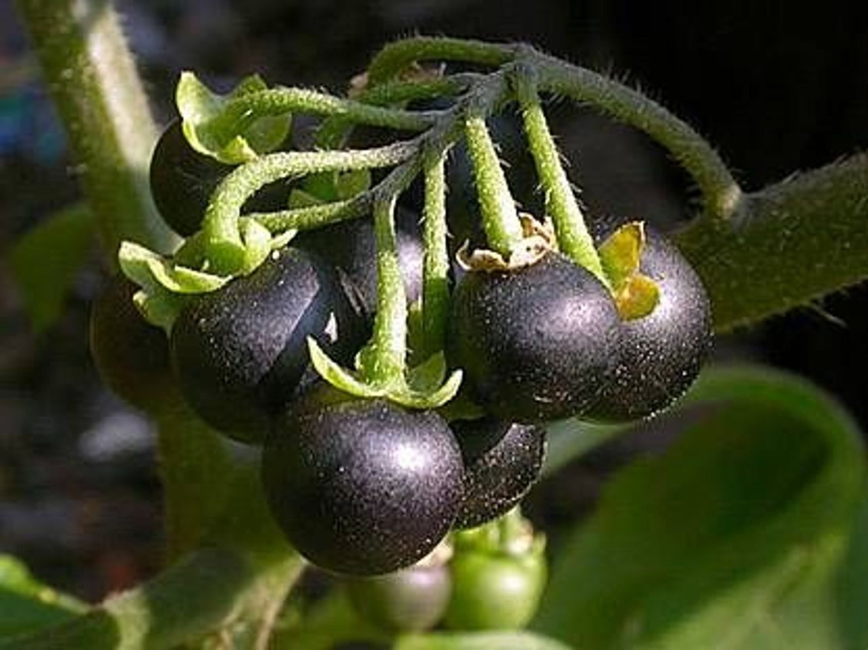 Ягода паслен черный. Паслён чёрный ядовитый. Паслен черный (Solanum nigrum). Паслен Китагавы.