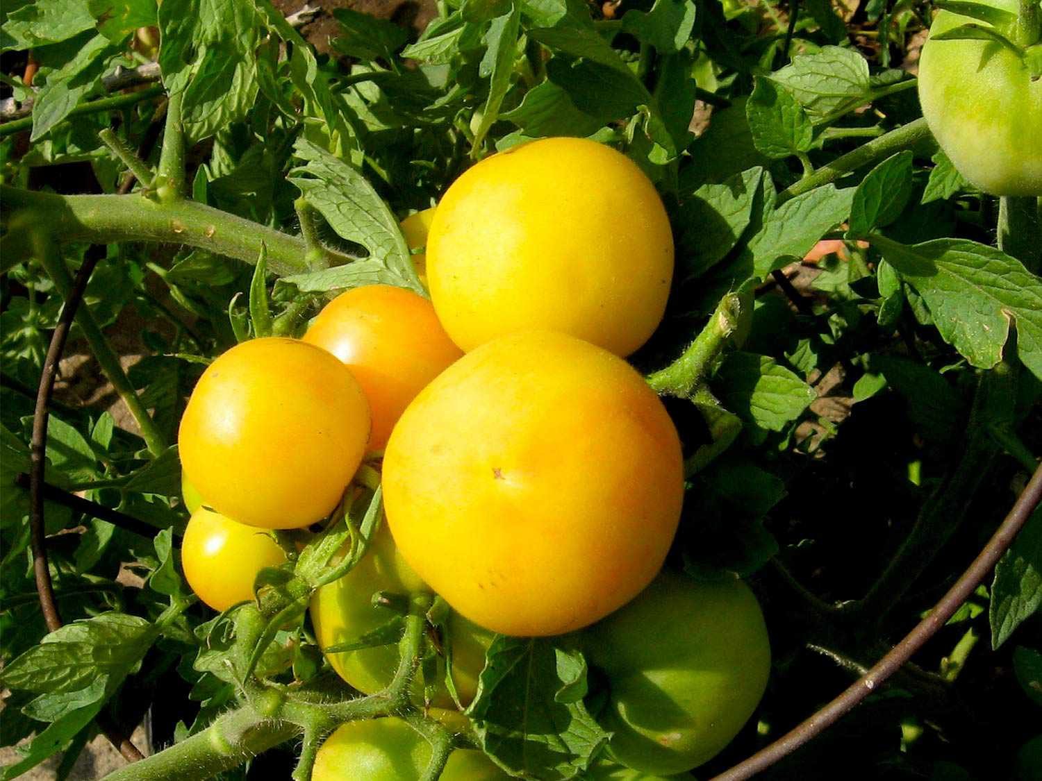 Желто розовые томаты. Сорта томатов колхозница. Сорт помидор колхозница. Томат колхозница семена. Томат колхозница желтая.