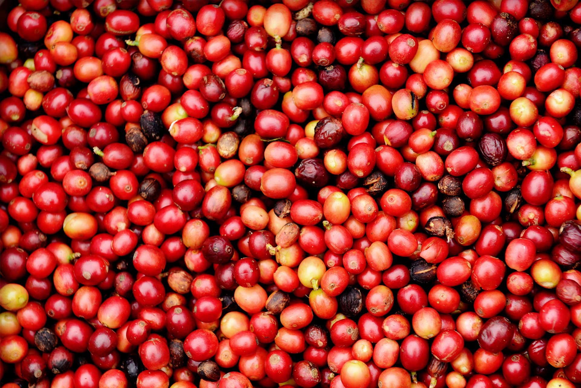 Кофейные плоды. Ягоды кофе. Спелые ягоды кофе. Кофейная ягода. Ягоды созревшего кофе.