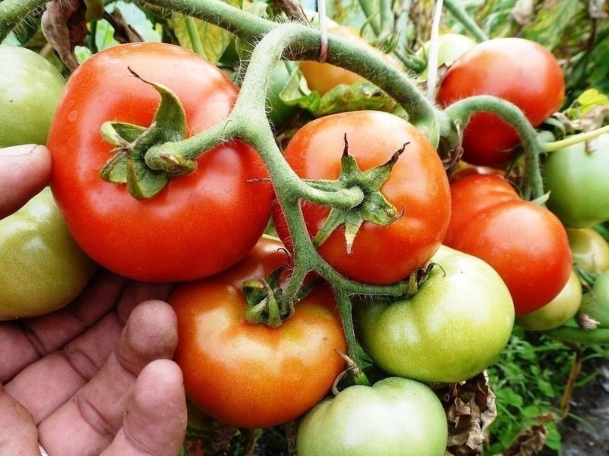 Получить хороший урожай помидор. Томат Геродес. Огород23 томаты. Помидоры в огороде. Томаты на грядке.