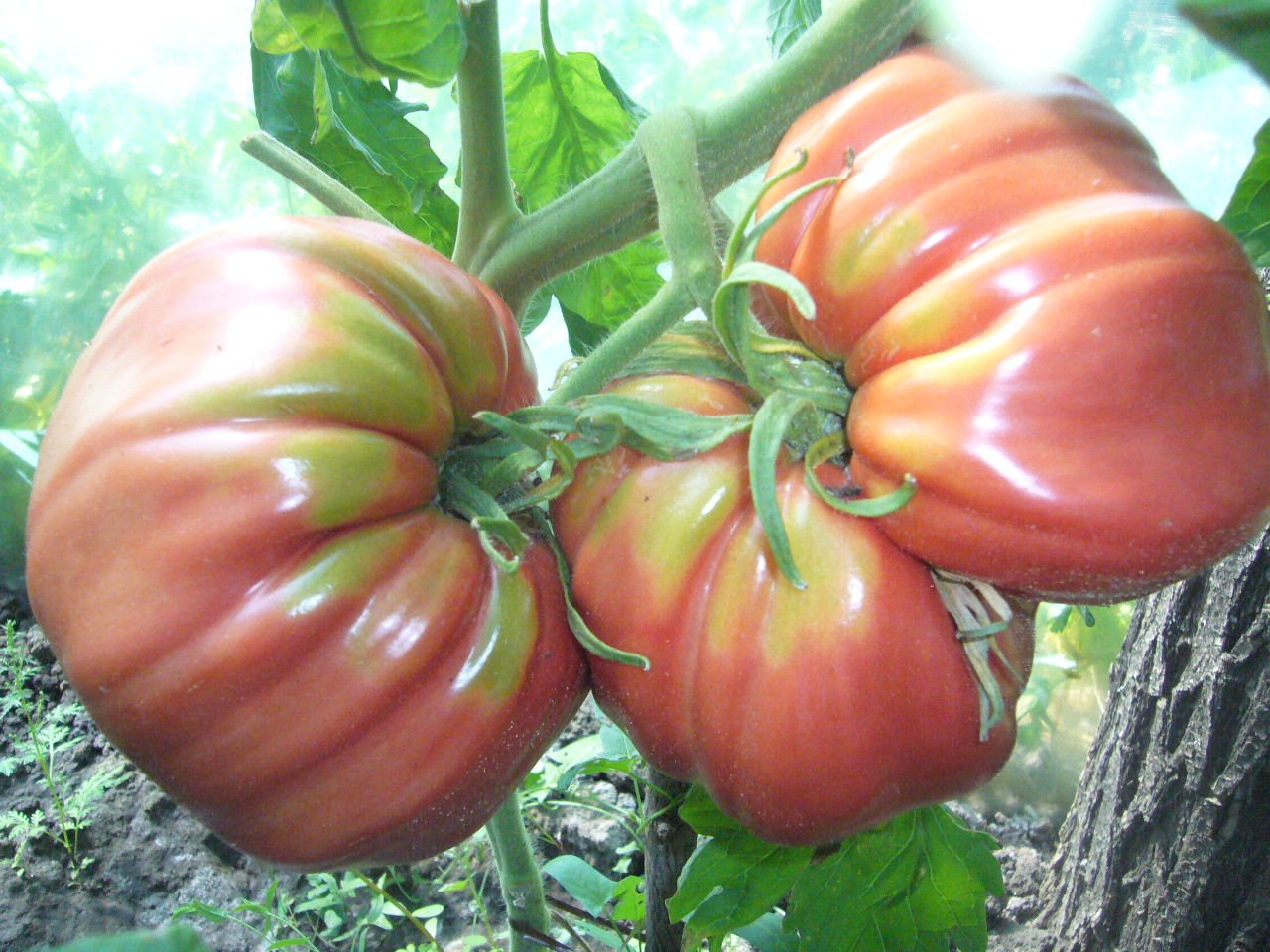 Желто розовые томаты. Сорт томата Голиаф. Томат гигант Фарина. Сорт помидора гигант Фарина. Томат гигант мамонт.