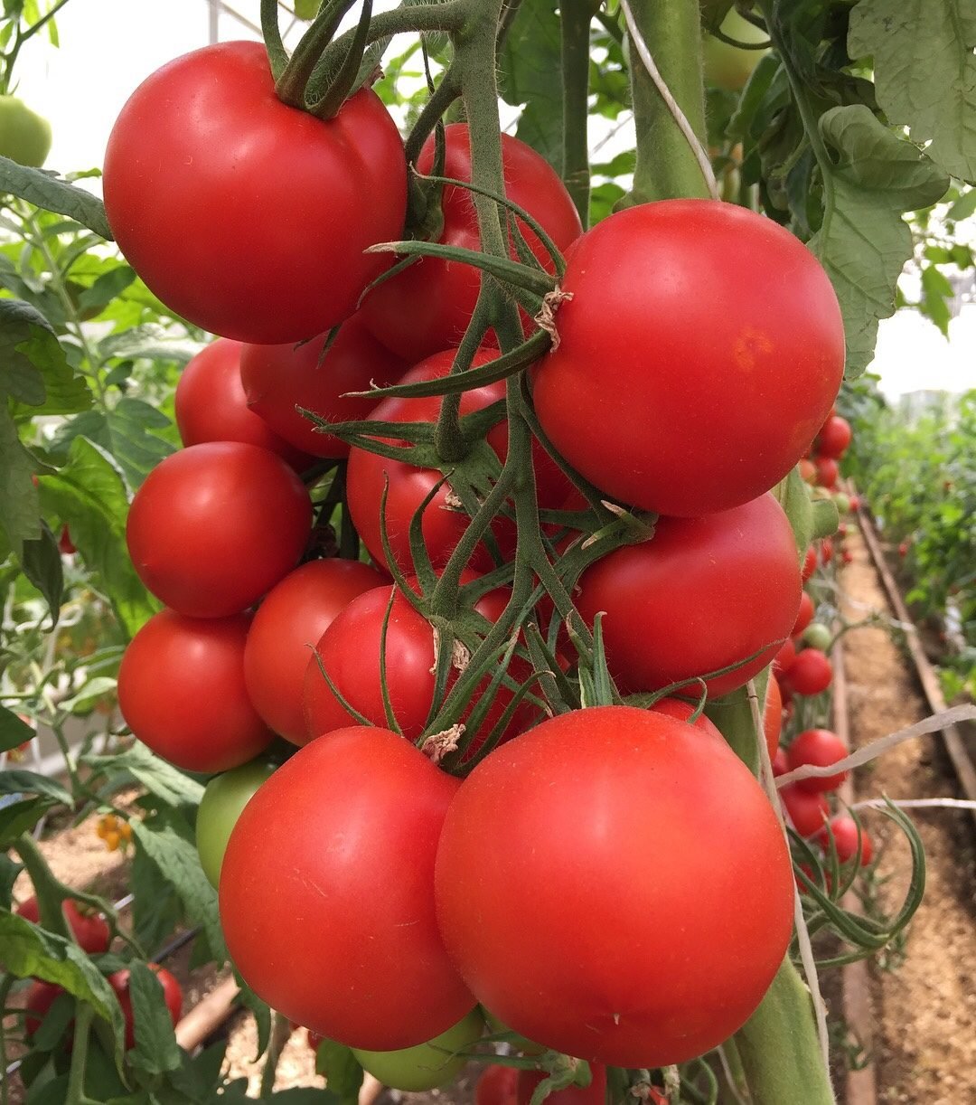 Гибриды томатов для открытого грунта. Томат Митридат f1. Урожайные томаты f1. Томат алая Каравелла. Томат Тарпан.