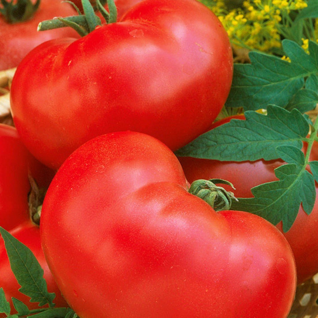 Купить семена томата россии. Томат Королева f1.