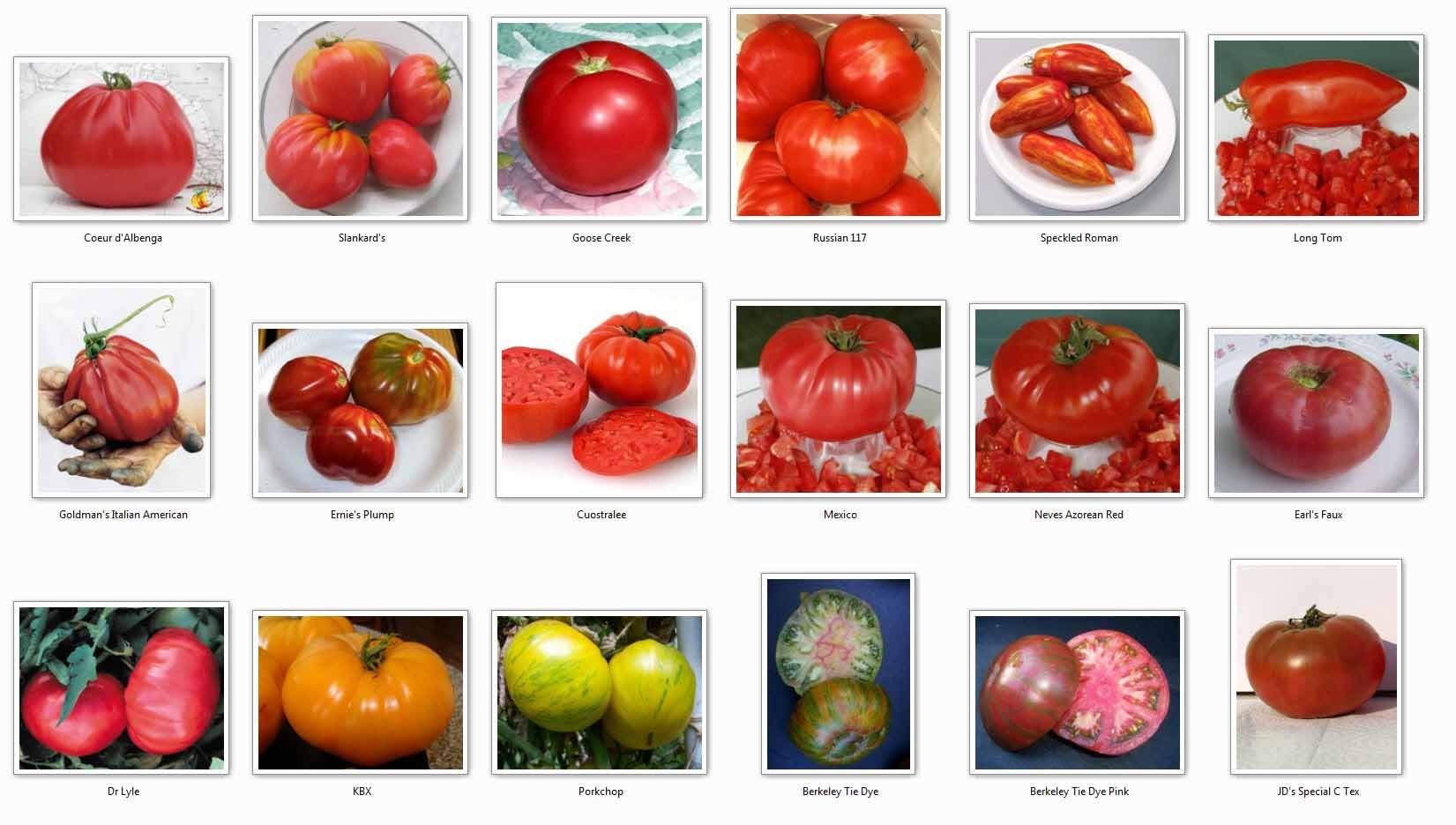 Вид семени томата. Сорта помидоров названия. Томаты сорта название. Помидоры и наименования сорта. Томаты разнообразие сортов.
