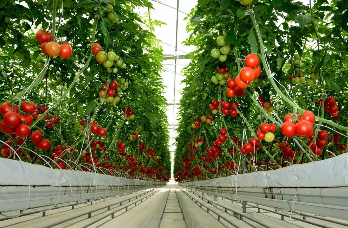 Почему не растут помидоры. Гидропоника томаты. Томат Мерлис в промышленной теплице. Теплица с помидорами. Современная теплица для помидор.