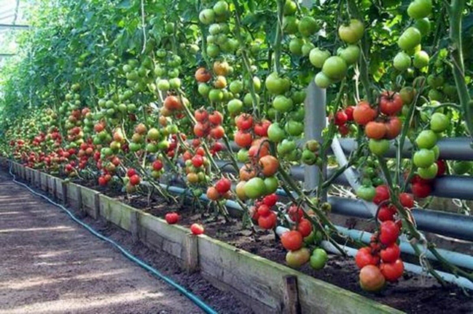 Сколько растут томаты