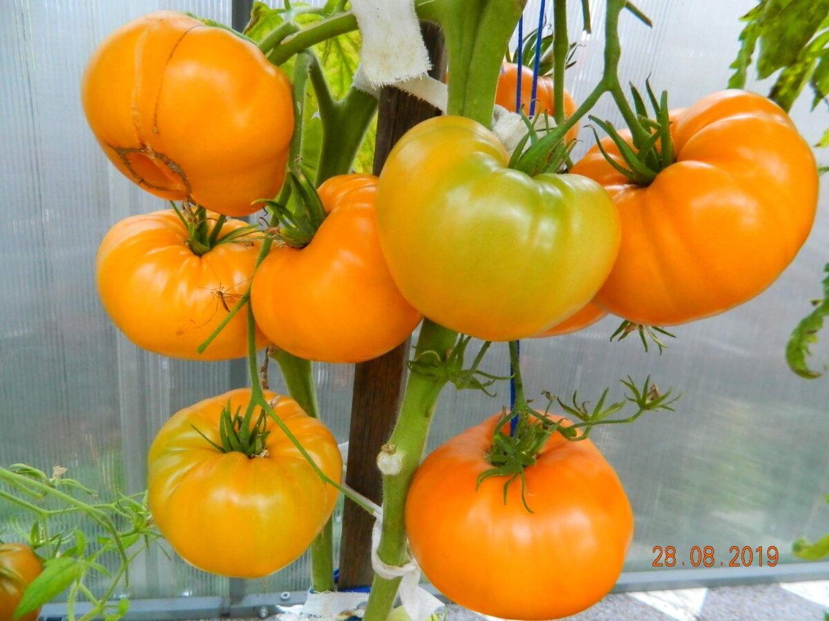 Сорт томата оранжевая клубника. Томат земляника оранжевая. Помидоры немецкие ранние. Помидоры земляника. Томаты описание оранжевые клубничные.