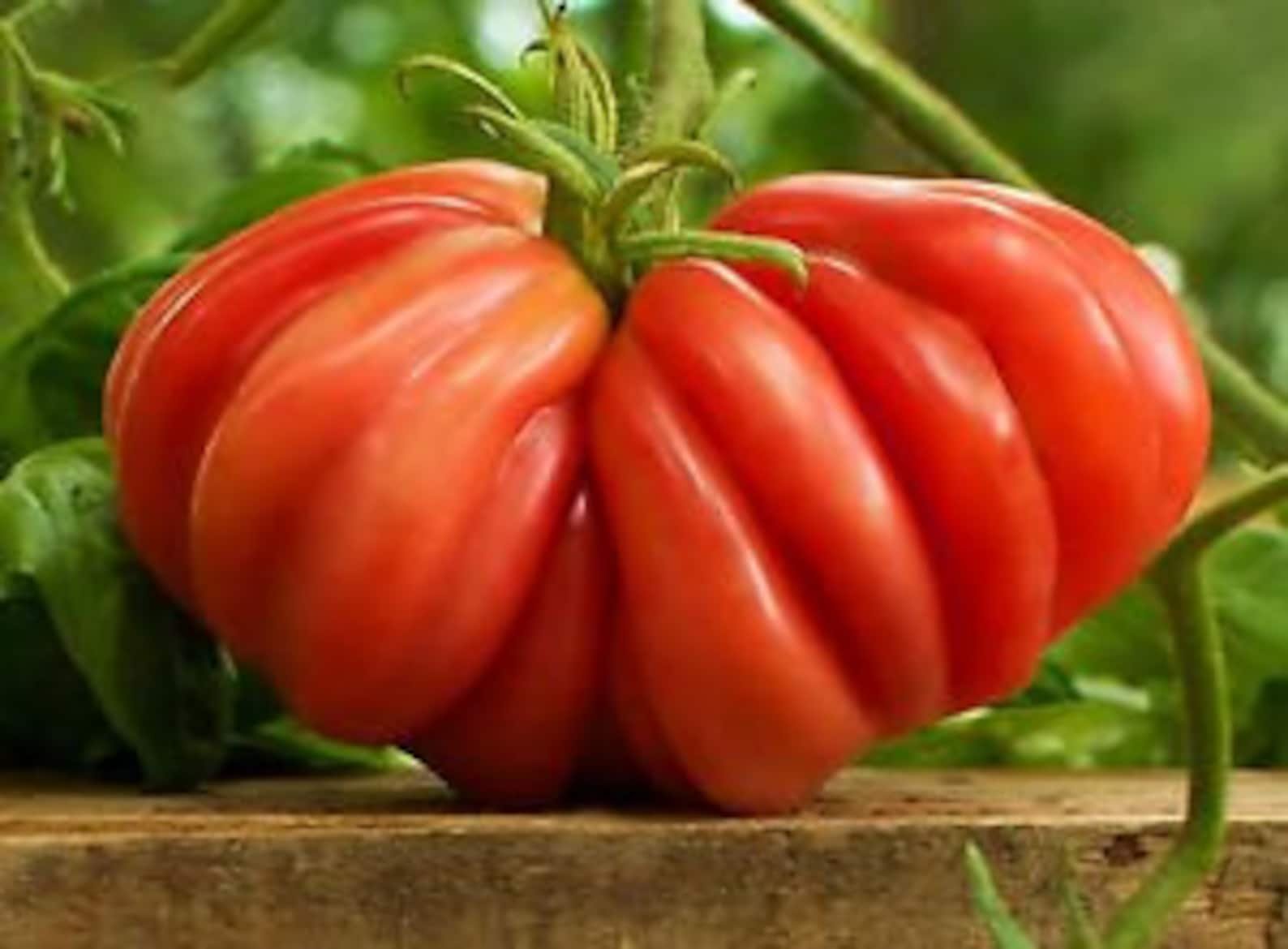 Семена крупных томатов