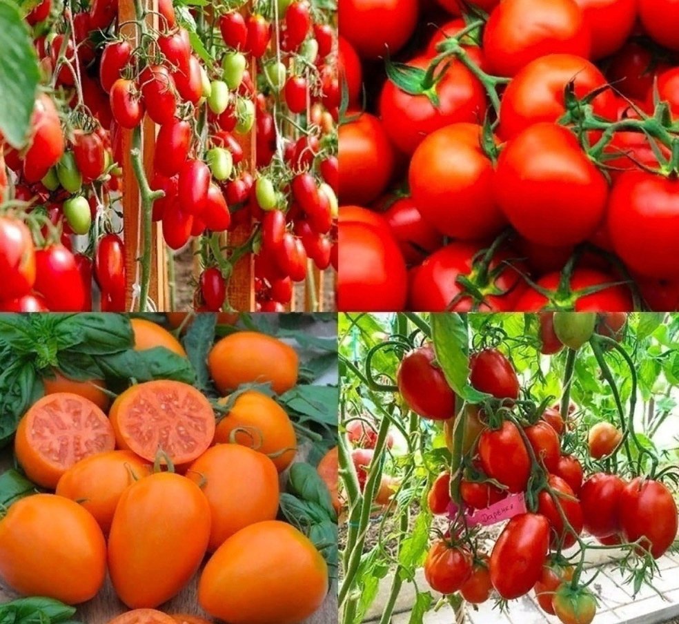Самые урожайные томаты подмосковья. Черри низкорослые сорта. Томат черри низкорослый. Томаты суперранние низкорослые сорта.