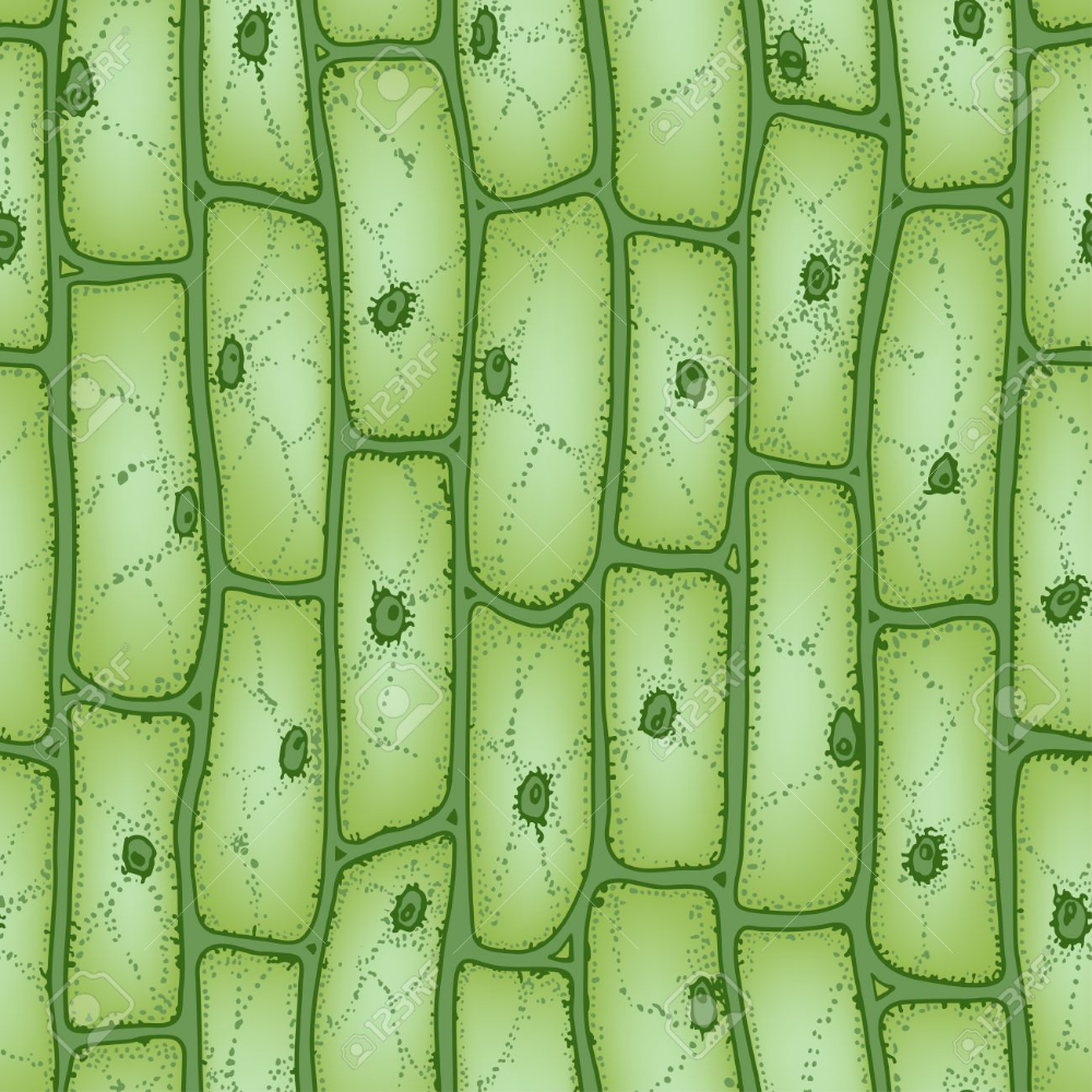 Покровная ткань кожица запасающая ткань. Строение растительной клетки микроскоп. Клетки кожицы листа под микроскопом рисунок. Растительная клетка листа под микроскоп. Растительная клетка под микроскопом рисунок.