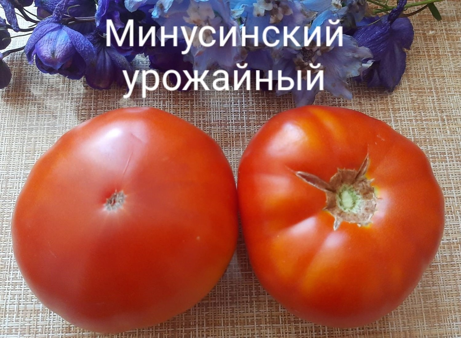 Томат Минусинский Урожайный. Минусинские помидоры дали ниву.