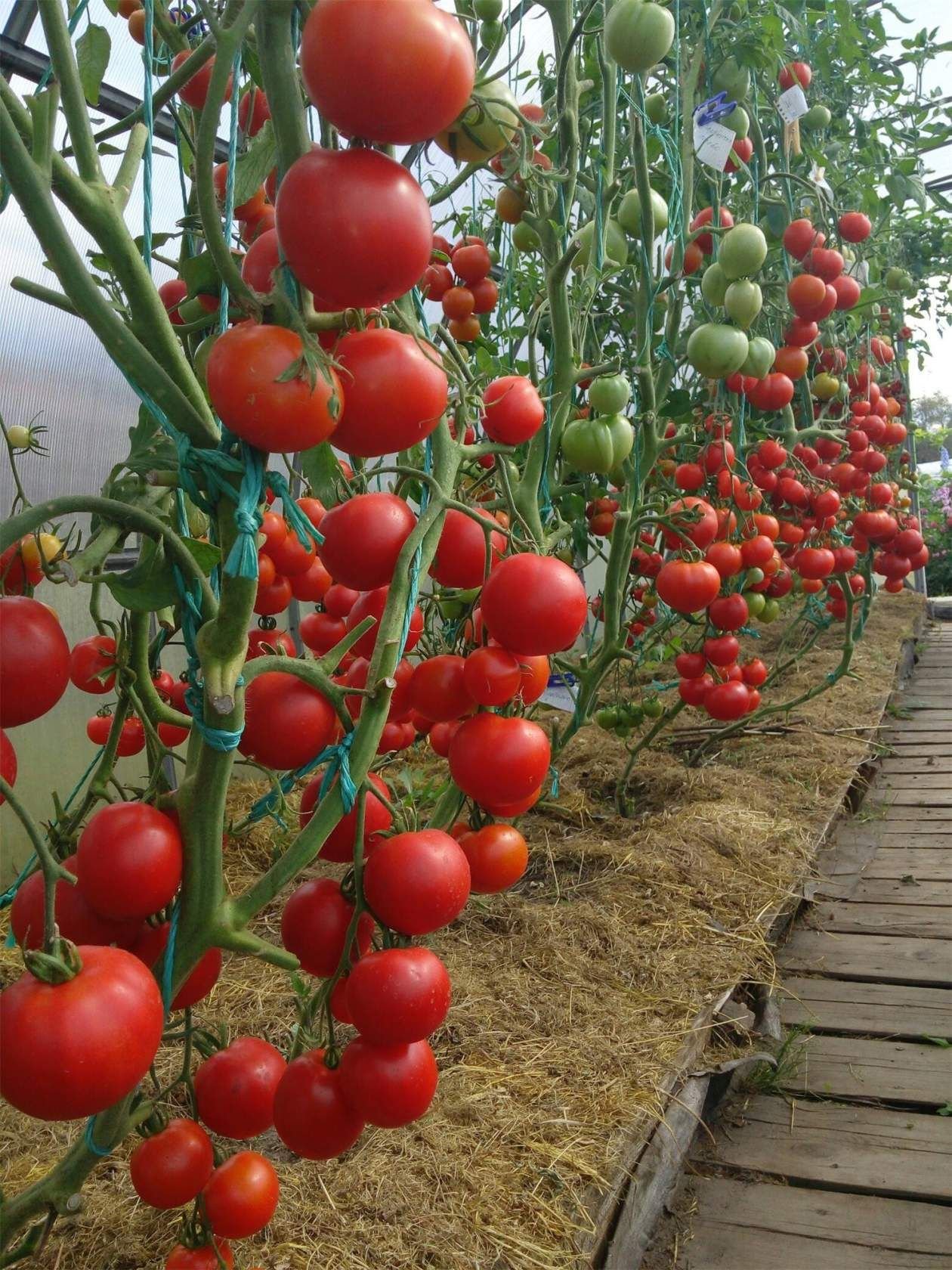 Томат Махитос. Высокорослые томаты. Высокорослое чери томат. Помидор сорт Азор. Как растет помидор фото