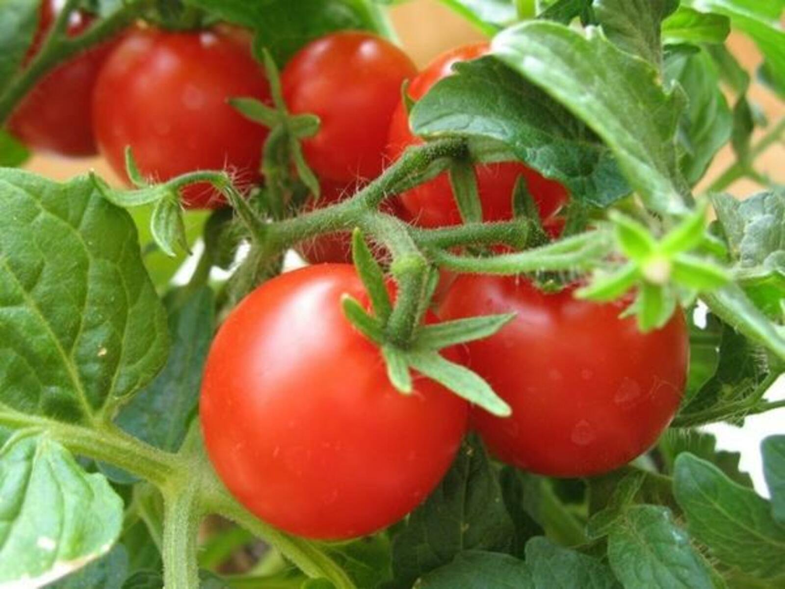 Любят ли томаты. Томат f1 Энерго. Алпатьево помидоры. Томат Таня f1. Томат Сибирский скороспелый.